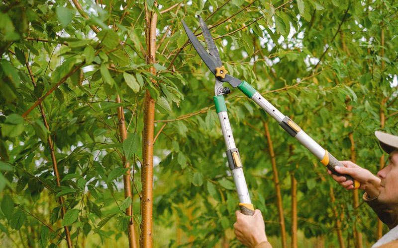 Tree trimming in Amissville, VA